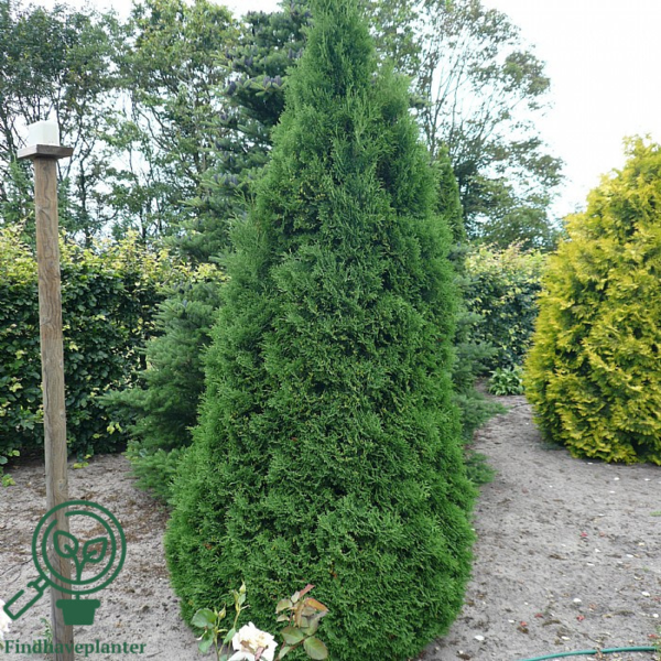Thuja occidentalis 'Holmstrup'