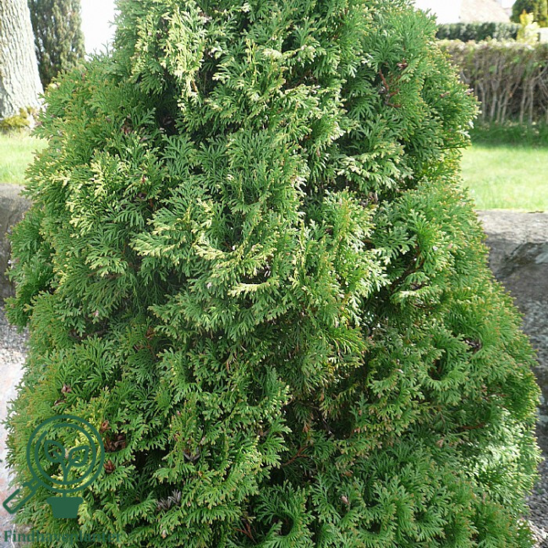 Thuja occidentalis 'Holmstrup'