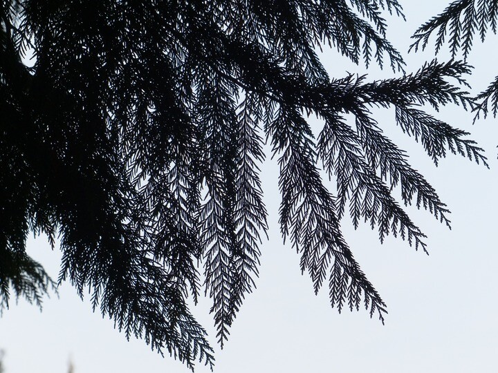 Thuja plicata 'Excelsa', Kæmpethuja