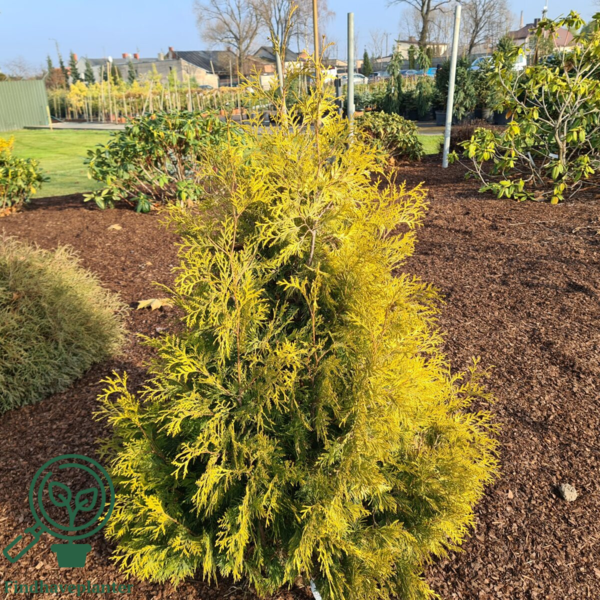 Thuja occidentalis 'Yellow Ribbon', Livstræ