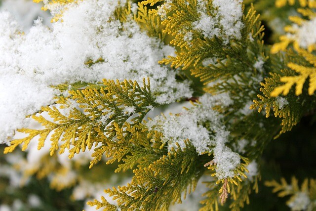 Thuja occidentalis 'Yellow Ribbon', Livstræ