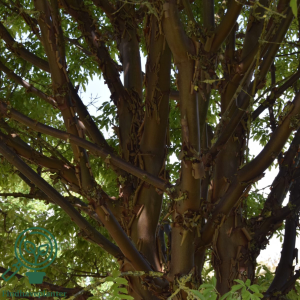 Acer griseum, Papirbarkløn