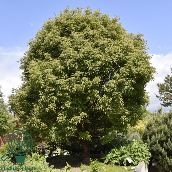 Acer griseum, Papirbarkløn