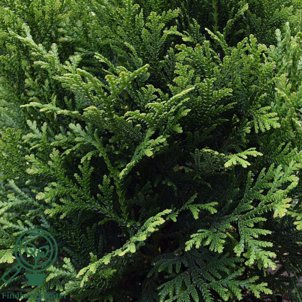 Thujopsis dolobrata, Hønsebenstræ