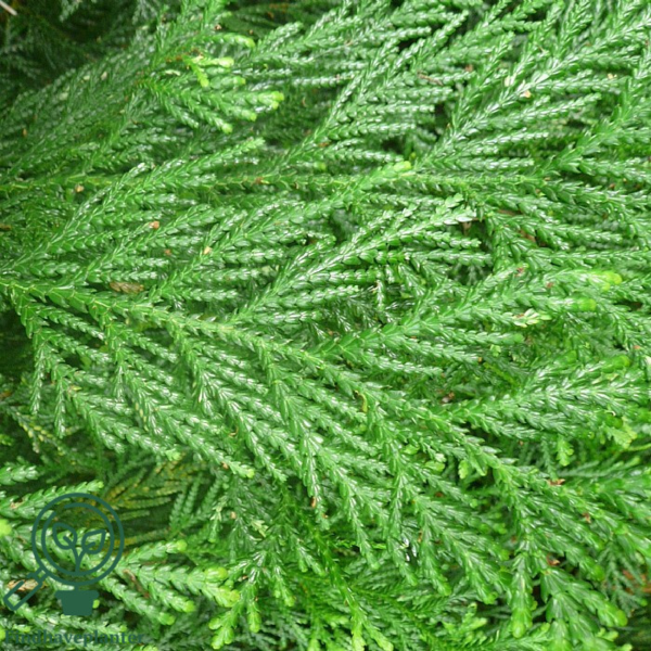 Thujopsis dolobrata, Hønsebenstræ