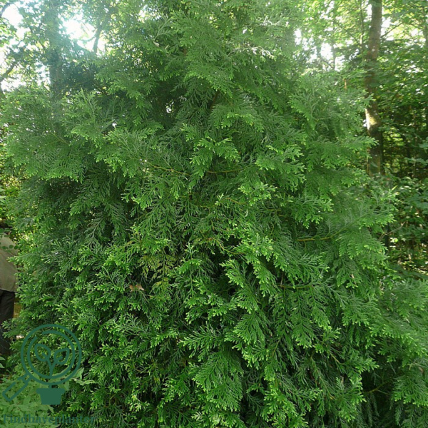 Thujopsis dolobrata, Hønsebenstræ