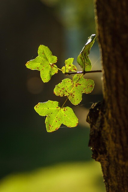 Acer monspesssulanum, Fransk ahorn