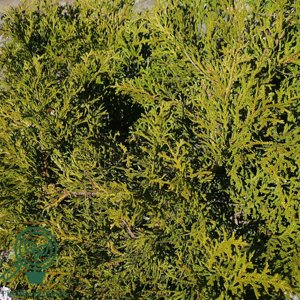 Thujopsis dolobrata 'Nana', dværg-Hønsebenstræ