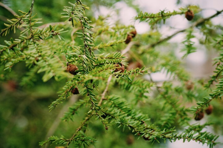 Tsuga canadensis, Skarntydegran, Hemlock