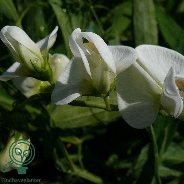 Lathyrus latifolius 'Weisse Perle', Flerårig Ærteblomst