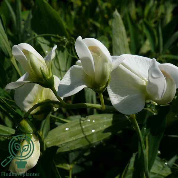Lathyrus latifolius 'Weisse Perle', Flerårig Ærteblomst