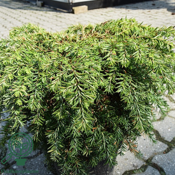Tsuga canadensis 'Nana, Dværg Skarntydegran, Hemlock