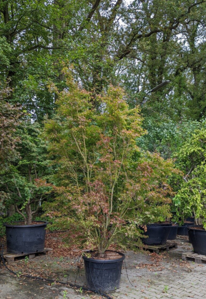 Acer palmatum, Japansk løn