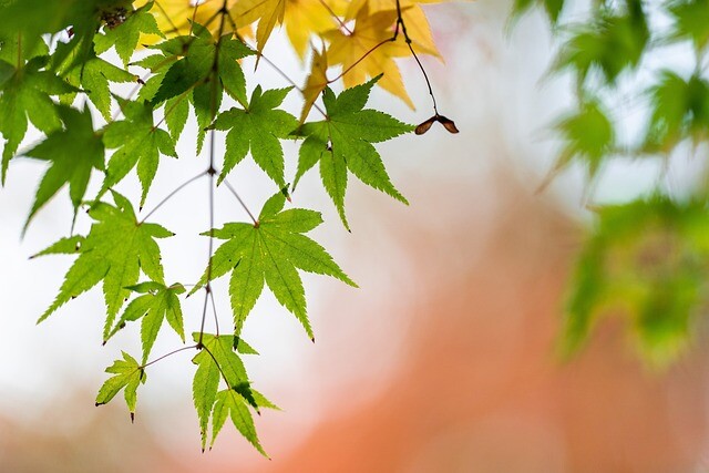 Acer palmatum, Japansk løn