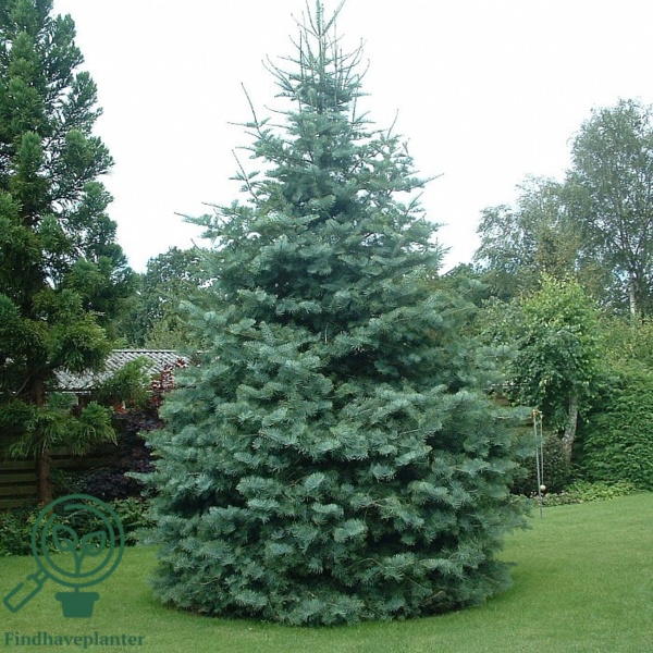Abies concolor, Koloradogran