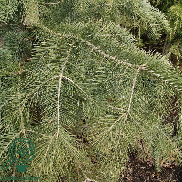 Abies concolor, Koloradogran