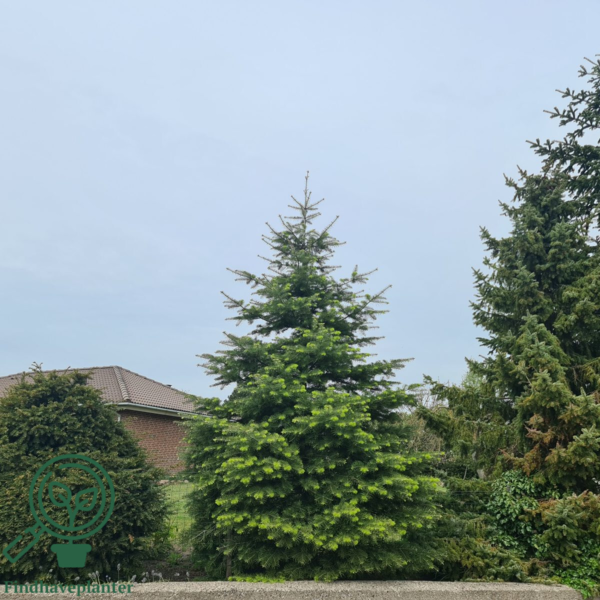Abies concolor, Koloradogran