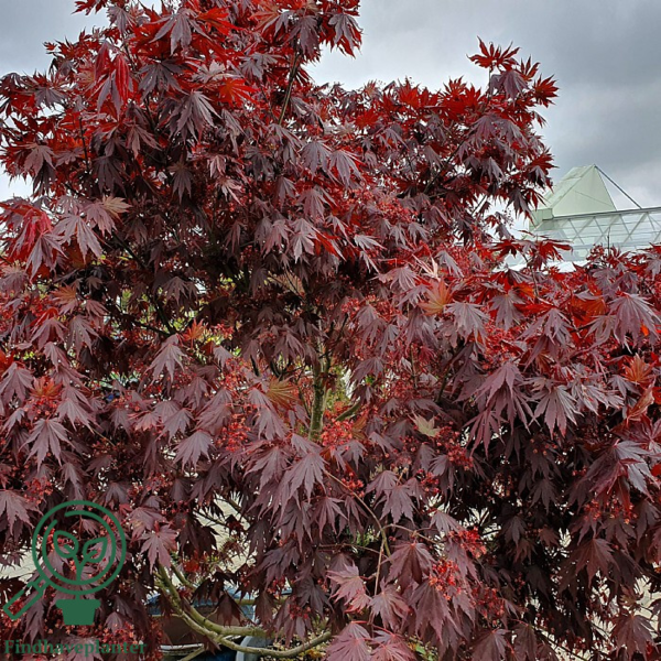 Acer palmatum 'Atropurpureum', Rødbladet japansk løn