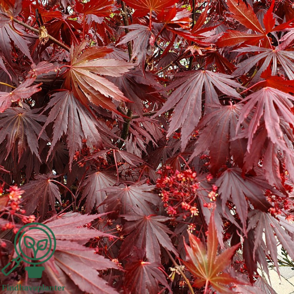 Acer palmatum 'Atropurpureum', Rødbladet japansk løn