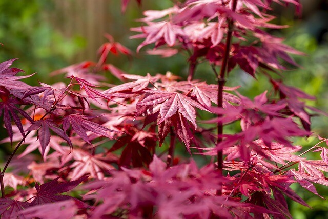 Acer palmatum 'Atropurpureum', Rødbladet japansk løn