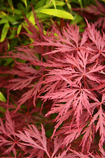 Acer palmatum 'Dissectum garnet', Rødbladet japansk dværgløn