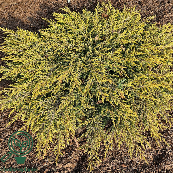 Juniperus communis 'Goldschatz', Krybende ene