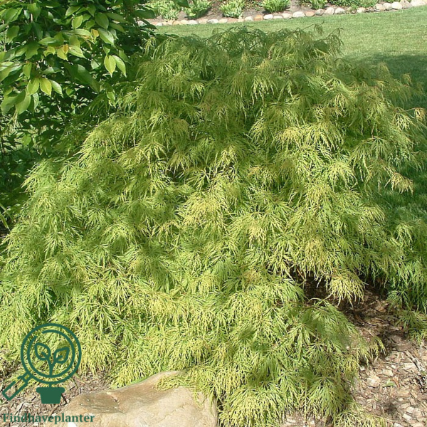 Acer palmatum 'Dissectum viride', Japansk løn