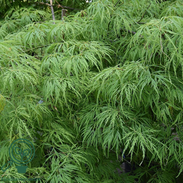Acer palmatum 'Dissectum viride', Japansk løn