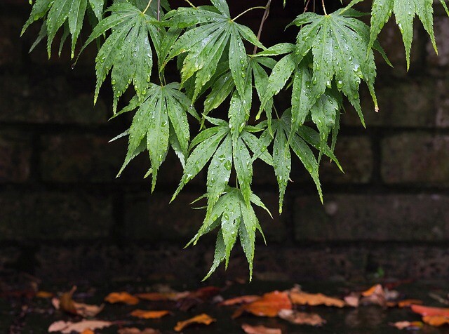 Acer palmatum 'Dissectum viride', Japansk løn