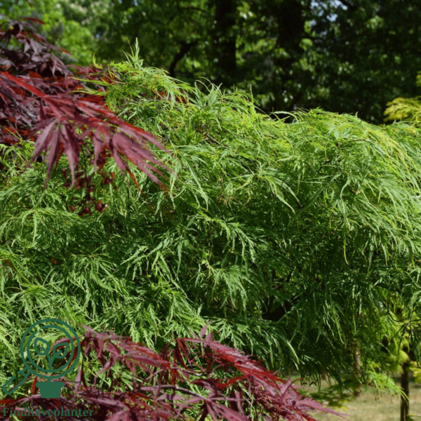 Acer palmatum 'Dissectum viride', Japansk løn