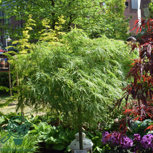 Acer palmatum 'Dissectum viride', Japansk løn