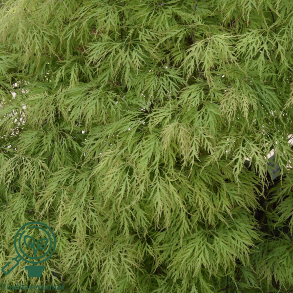 Acer palmatum 'Dissectum viride', Japansk løn