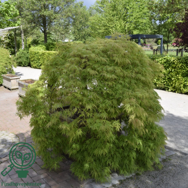 Acer palmatum 'Dissectum viride', Japansk løn