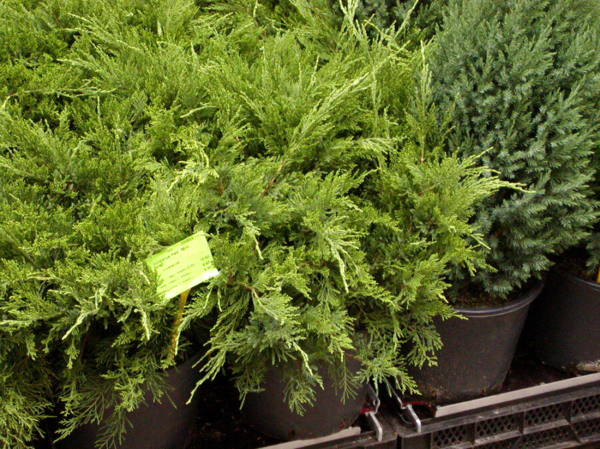 Juniperus pfitzeriana 'Mint Julep', Kinesisk ene