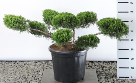 Juniperus pfitzeriana 'Mint Julep', Kinesisk ene