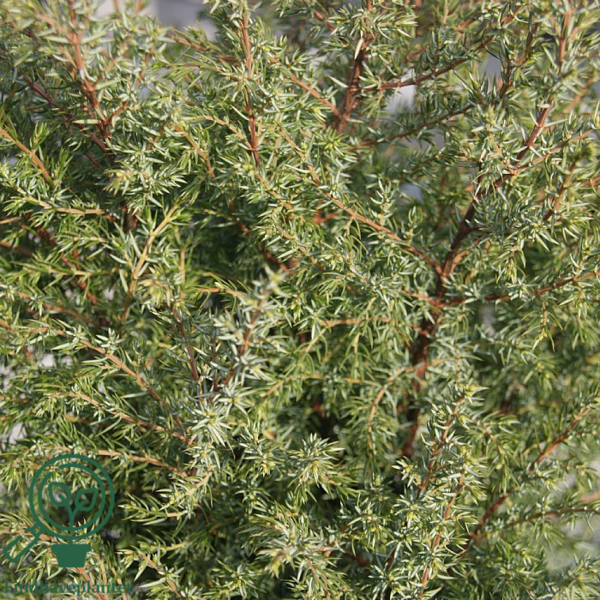 Juniperus communis 'Hibernica', Søjleene