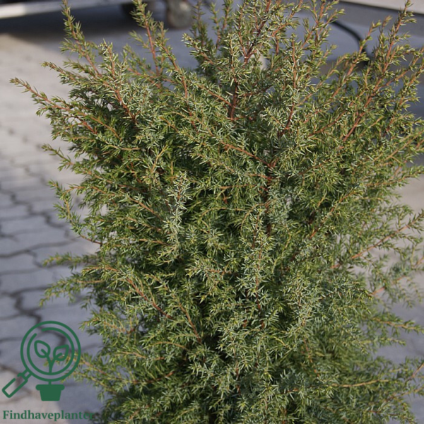 Juniperus communis 'Hibernica', Søjleene