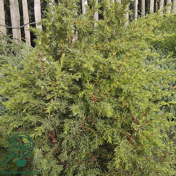 Juniperus communis 'Suecica', Søjleene