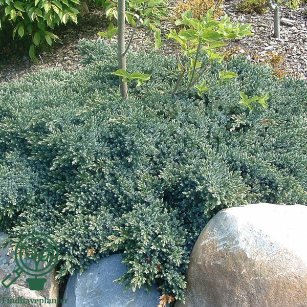 Juniperus squamatra 'Blue Carpet', Krybende Ene