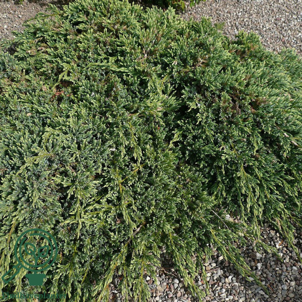 Juniperus squamatra 'Blue Carpet', Krybende Ene