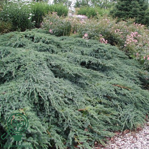 Juniperus squamatra 'Blue Carpet', Krybende Ene