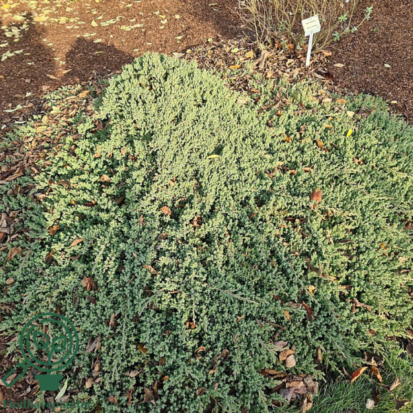 Juniperus procumbens 'Nana', Krybende Ene