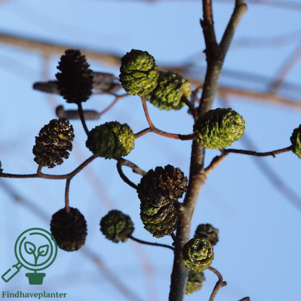 Alnus glutinosa, Rødel