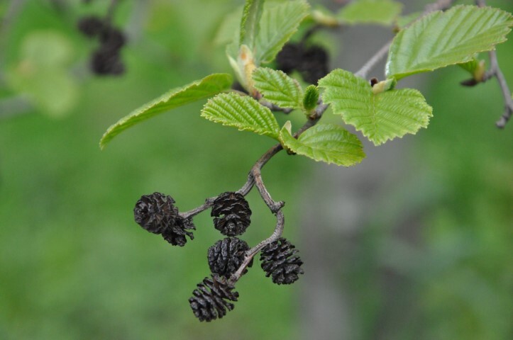 Alnus glutinosa, Rødel