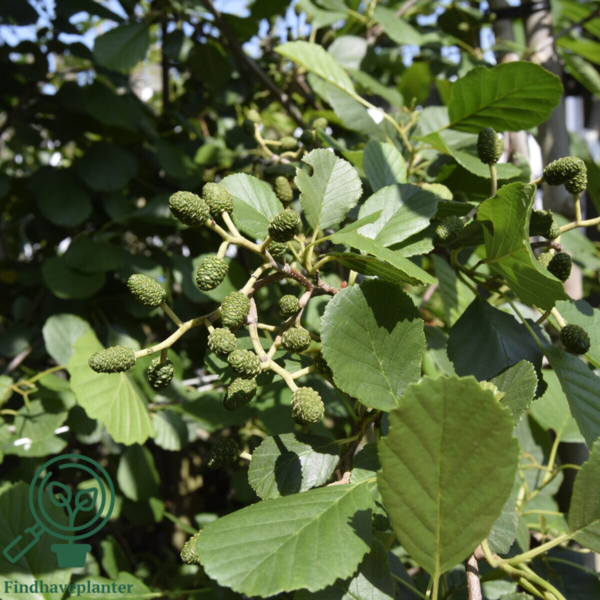 Alnus glutinosa, Rødel