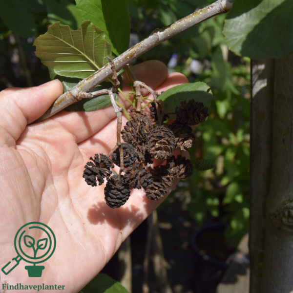 Alnus glutinosa, Rødel