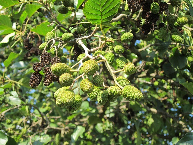 Alnus glutinosa, Rødel