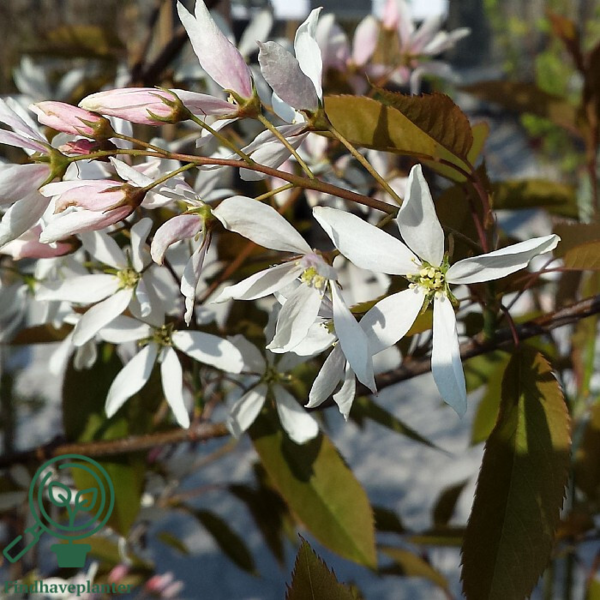 Amelanchier arbora 'Robin Hill', Bærmispel