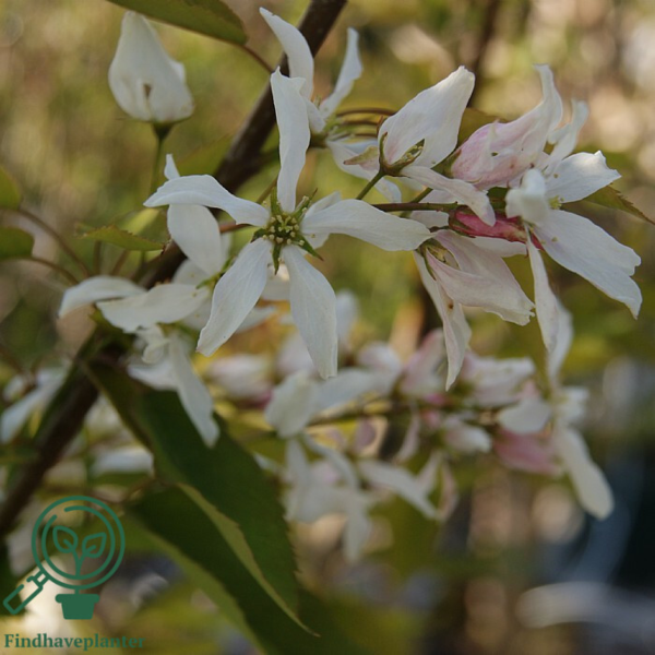 Amelanchier arbora 'Robin Hill', Bærmispel