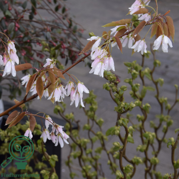 Amelanchier arbora 'Robin Hill', Bærmispel